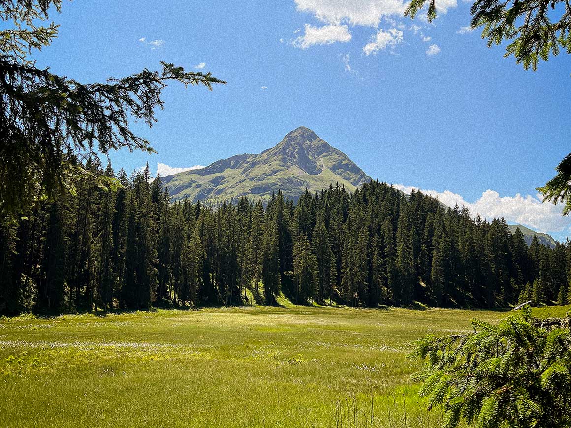 Hochmoor Wildried im Silbertal