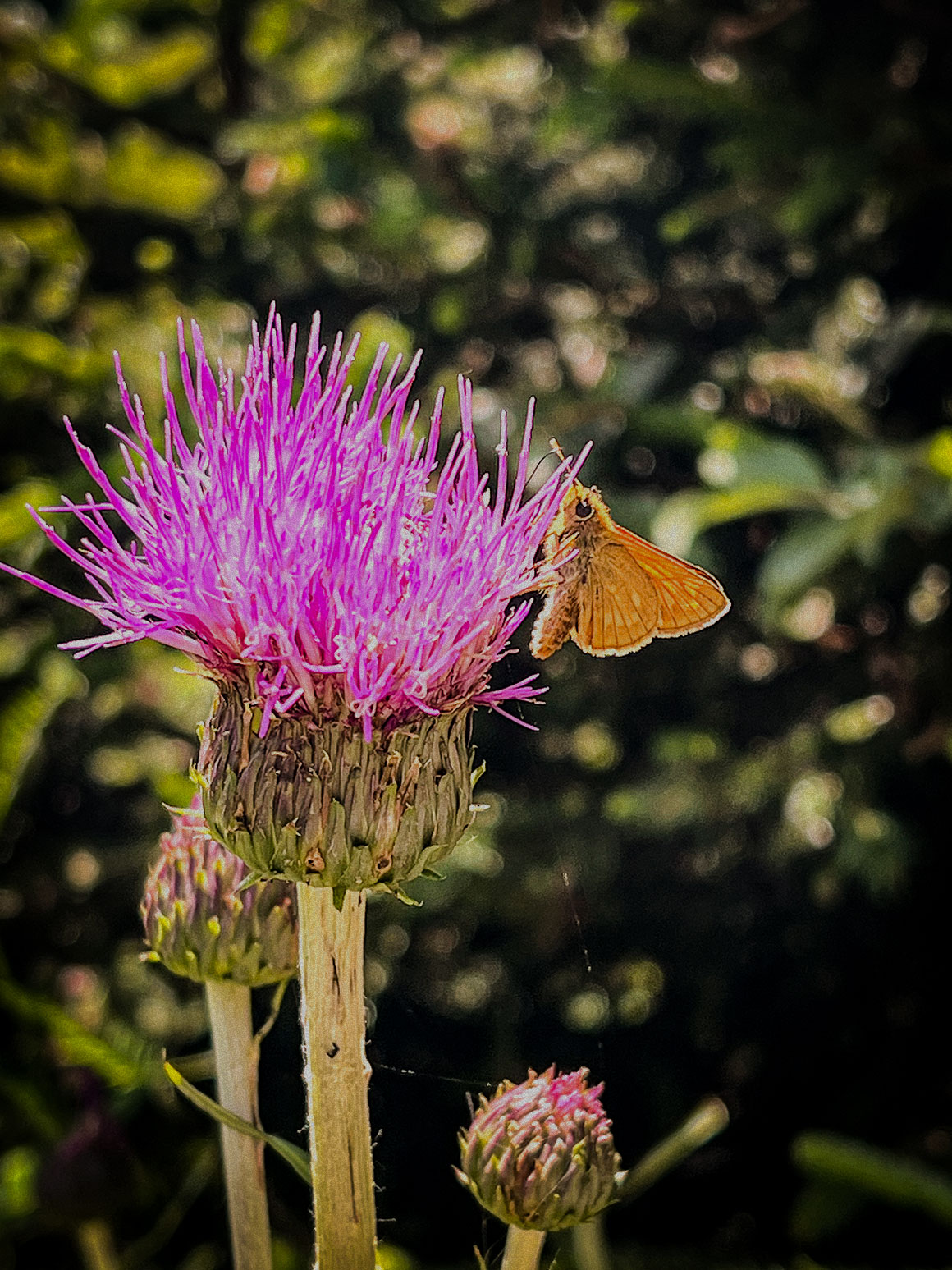 Schmetterling auf der Blume