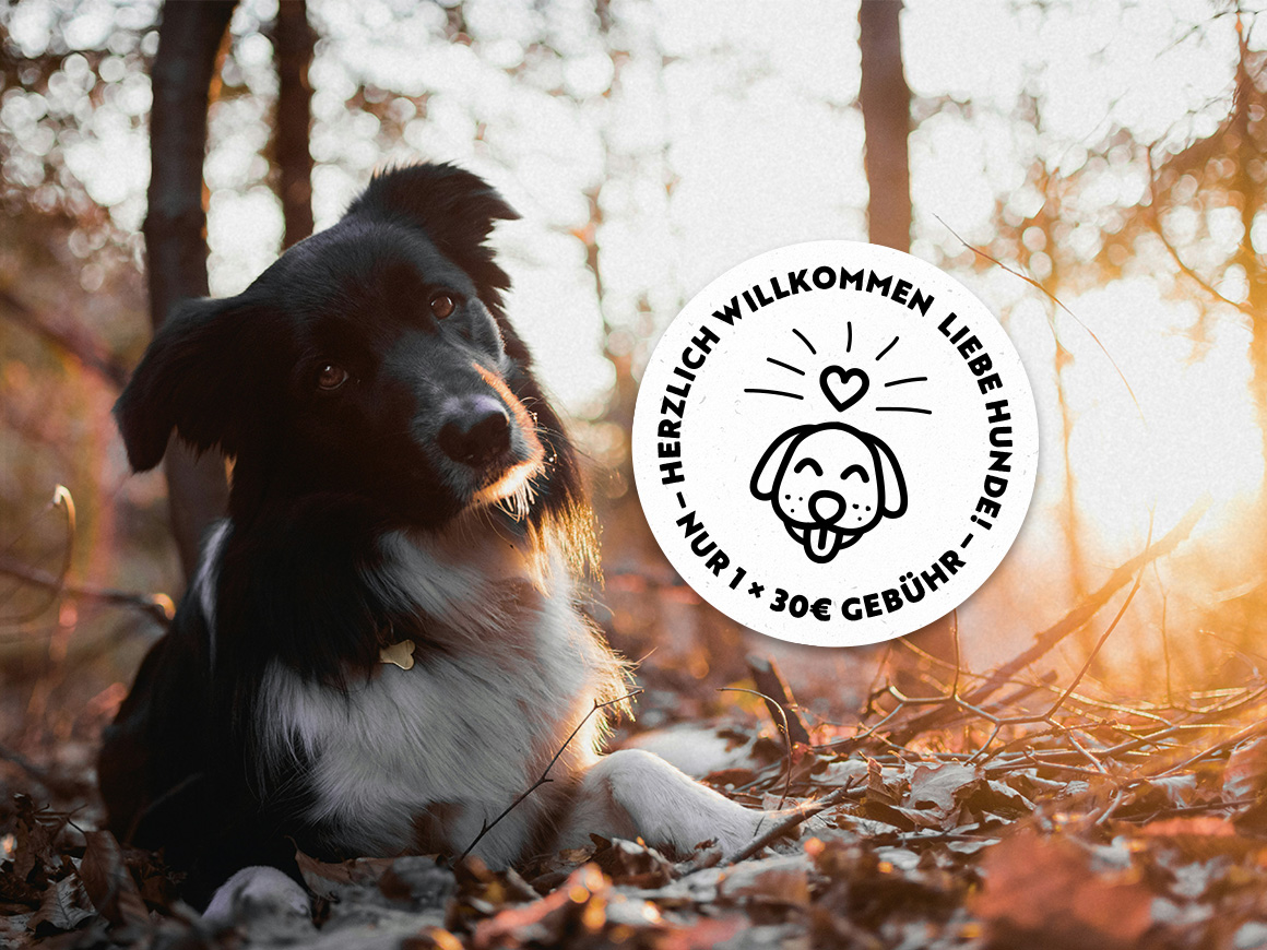 Hund im Silbertal, Montafon im Urlaub