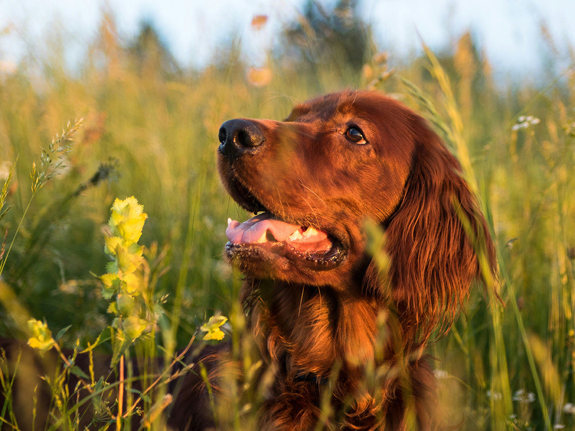 Hund in der Bergwiese