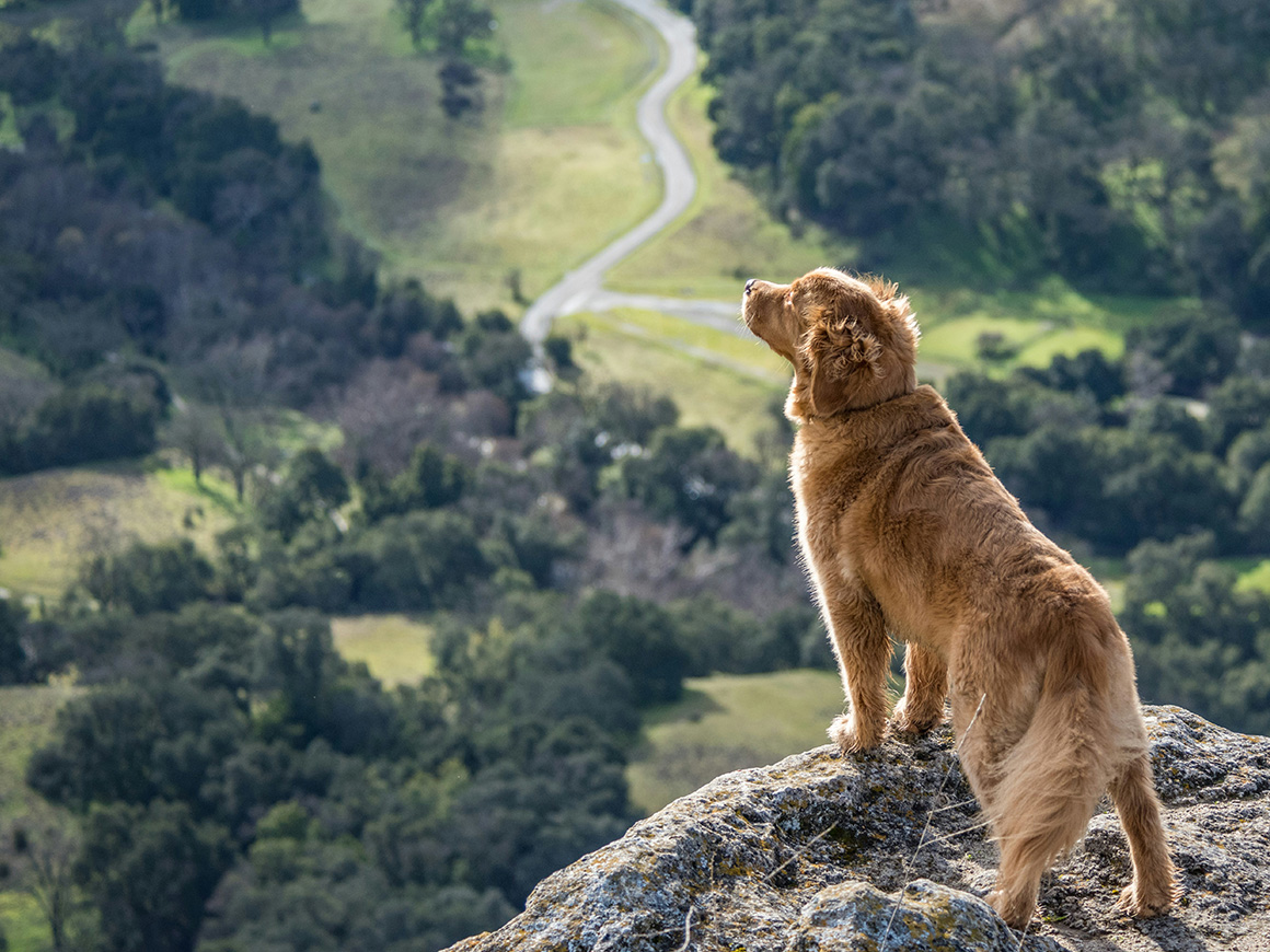 Hund genießt den Ausblick