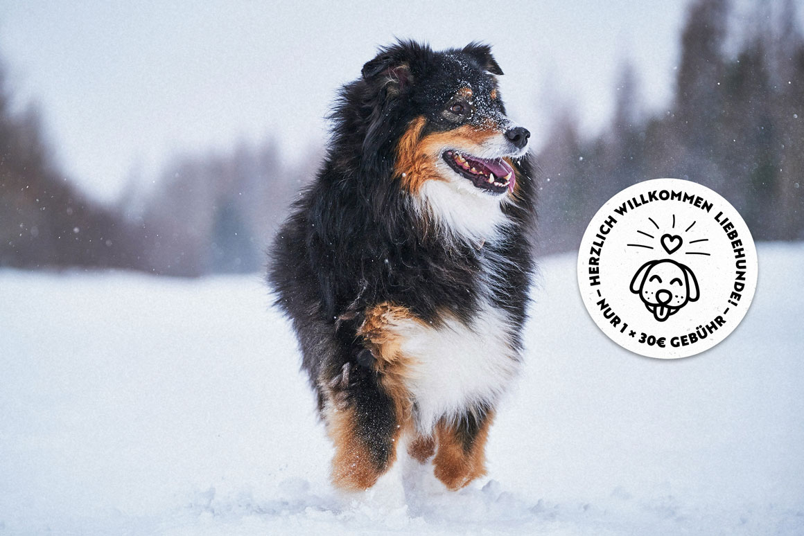 Hund im Silbertal, Montafon im Winterurlaub